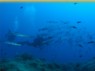 Agathonis Plongee Dive Center