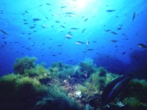 Abyss Plongée Dive Center