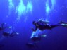 Blue Dolphin Dive Center