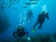 THE GALAPAGOS ISLANDS: Dive with hammerhead sharks and much, much more