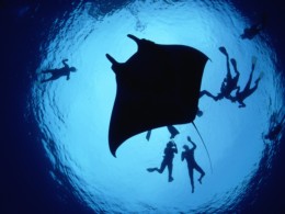 DIVING WITH MANTA RAYS