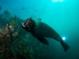 SOUTH AFRICA: Beautiful and diverse diving