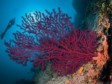 Italy: The most diverse marine life in the Mediterranean