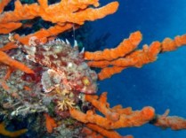 The Eco di Mare Dive Center