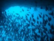 NEW ZEALAND: Unique scuba diving opportunities
