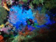 FIJI: World class coral reefs to dive