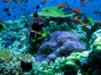 FIJI: World class coral reefs to dive