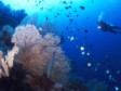 THE PHILIPPINES: Some of the top dive sites in the world