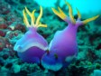 INDONESIA: amazingly colourful diving with fantastic visibility