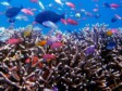 INDONESIA: amazingly colourful diving with fantastic visibility