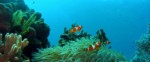 New SCUBA diving volunteering project